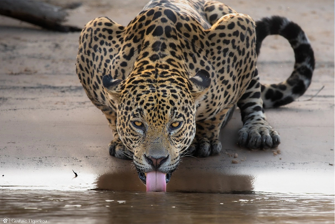 Onça bebendo água