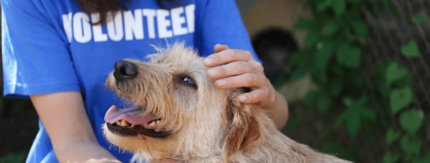 Adoção de cachorro: como doar para Ongs com iniciativas de apoio à doação responsável?
