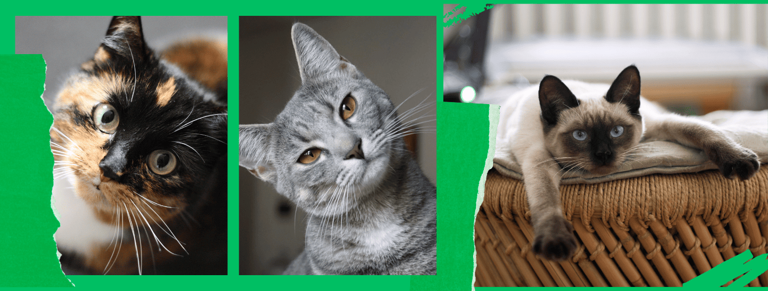 Adoção de gatos: como doar para Ongs com iniciativas de apoio à doação responsável?
